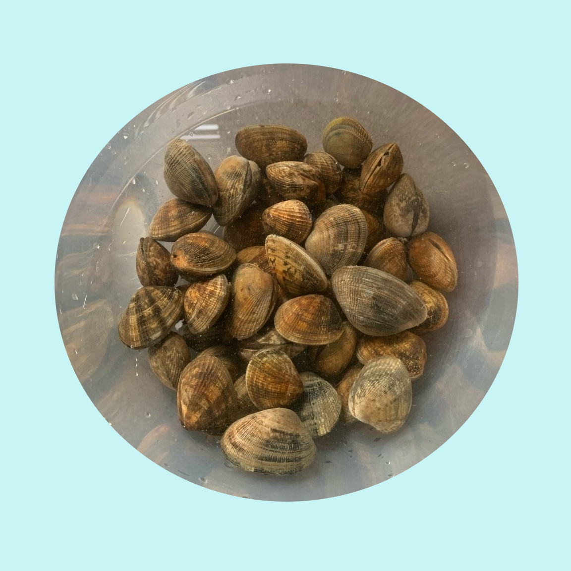 A tale of two clams